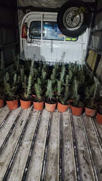 Голубой ель кўчатлари сотилади