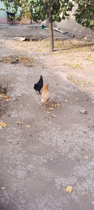 Курица с цеплонак