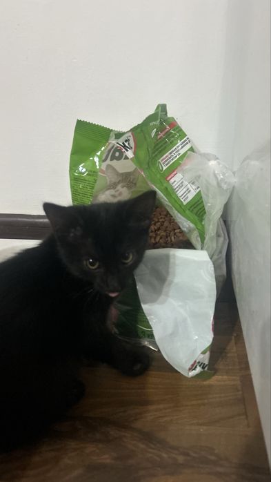 Котенок мальчик !