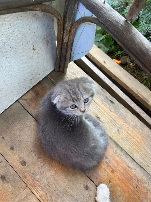 Продам котят(кошечки-девочки)