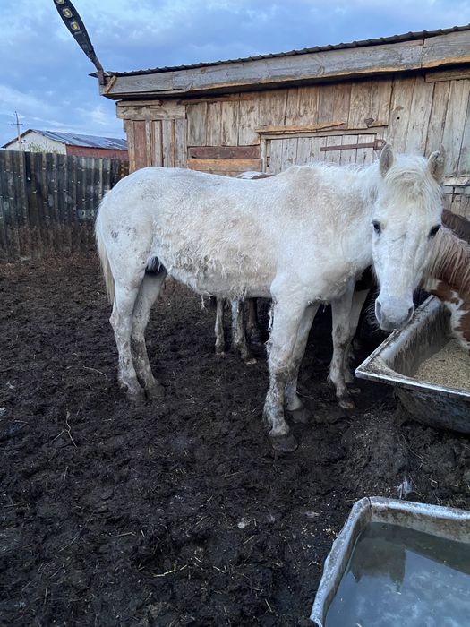 Продам кобылу холостая