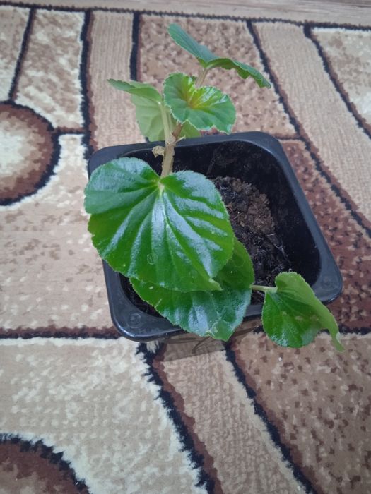 Цветы цветы цветы цена 500тенге