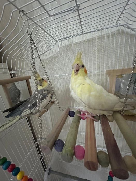 Попугаи кореллы пара