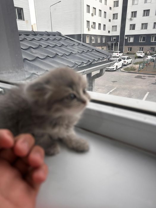 Продам кота 2 британски выслоухи