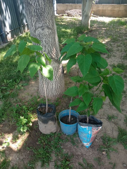 Катальпа саженец