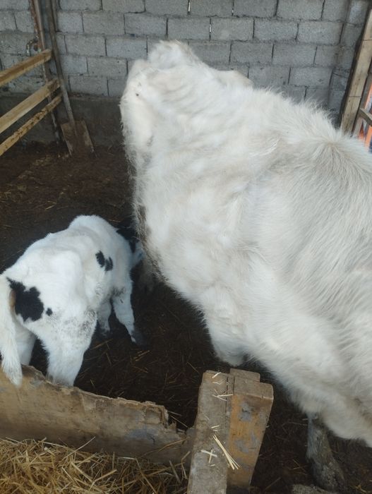 ona bola sigir  sotiladi