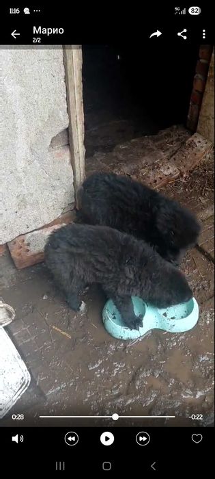 Българско овчарско киче