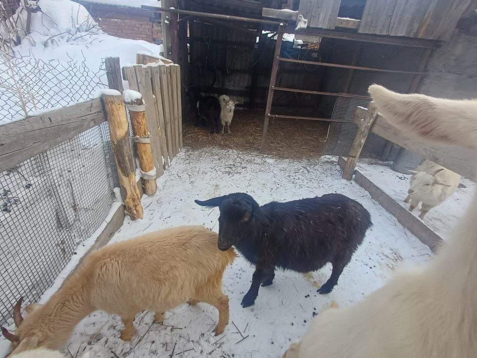 Ешкі сүтті заийнскии порода сатылады