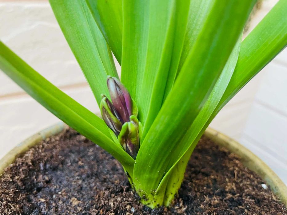 Красива месингова кашпа от Англия със зюмбюл