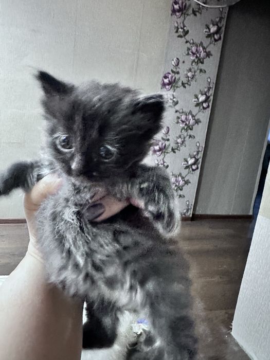 Отдам в добрые руки котят