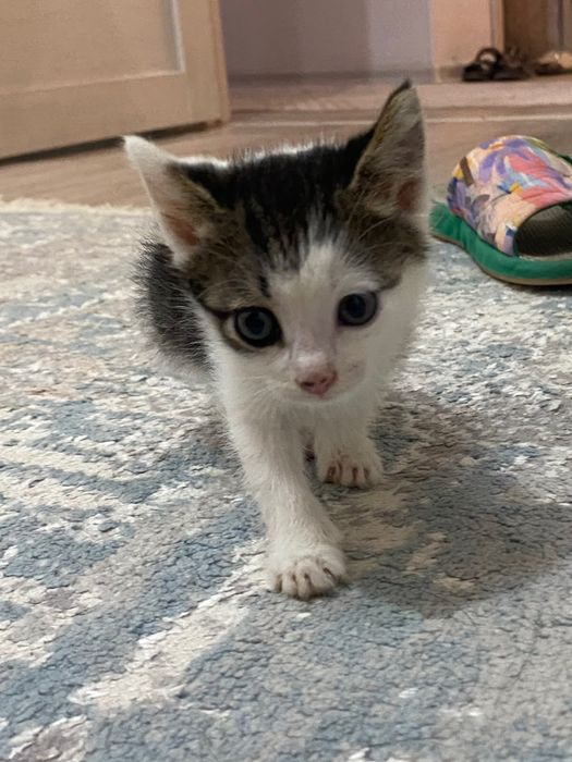 Кошка домашняя 2еркек