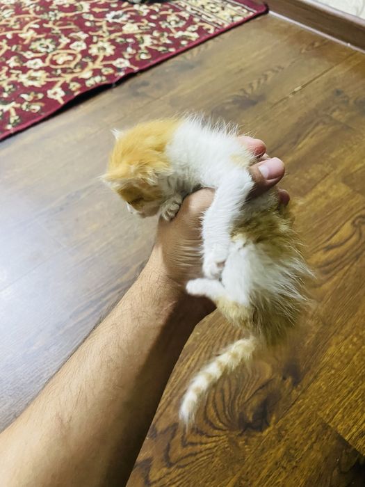 Отдается котенок кормящей матери