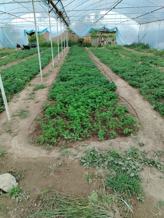 Помидор, Болгария, баклажан кучатлари сотилади