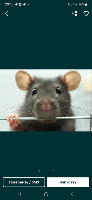 Сичкон ва Каламуш дори таракан клапа Qopqon Lovushka