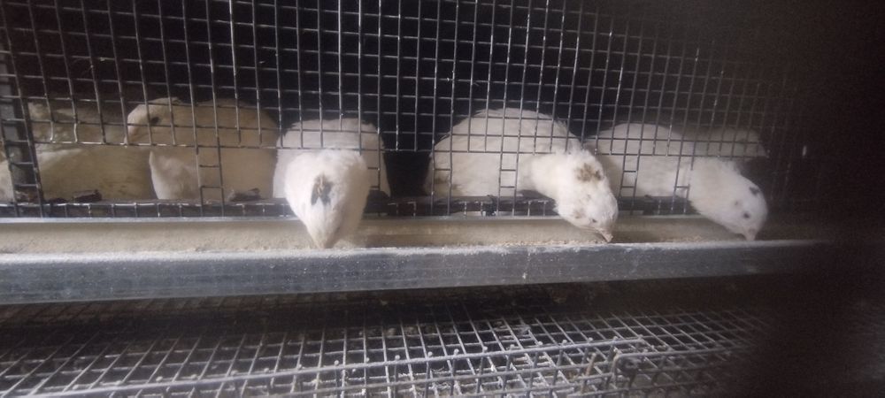 Перепёлки порода ТЕХАС