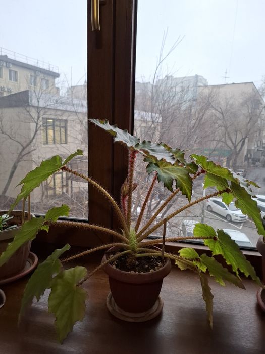 Бегония комнатные растения