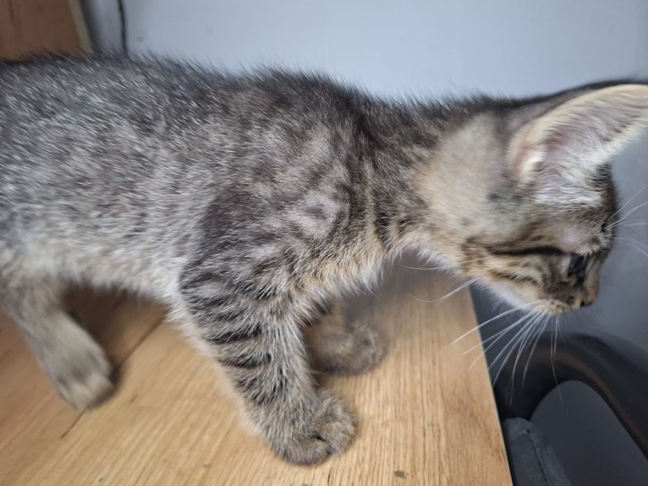 котята даром срочно