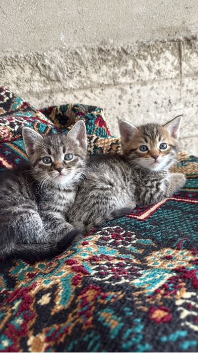 Малинкие котята  отдам даром