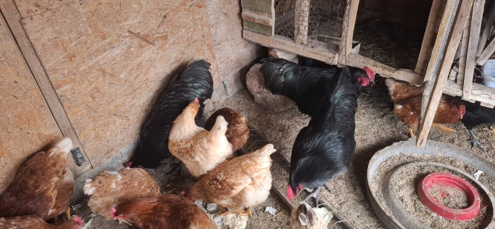 Cocosi Australop negru