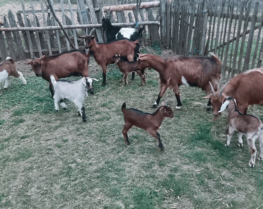 Vând capre și iezi crescuți natural,