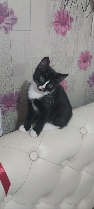 Отдам котенка(мальчик).