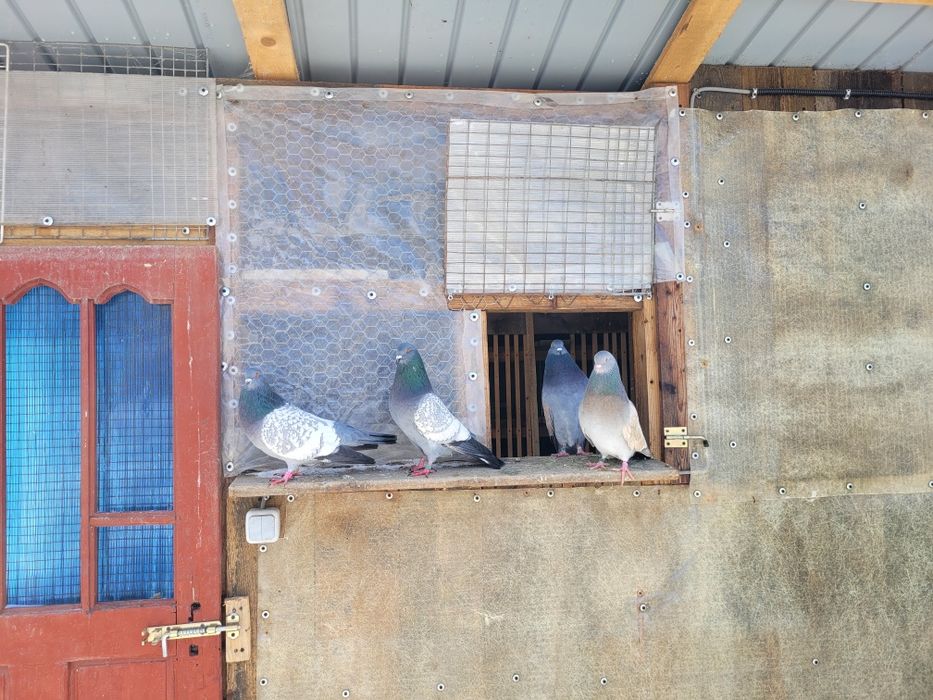 Vând porumbei Cauchois