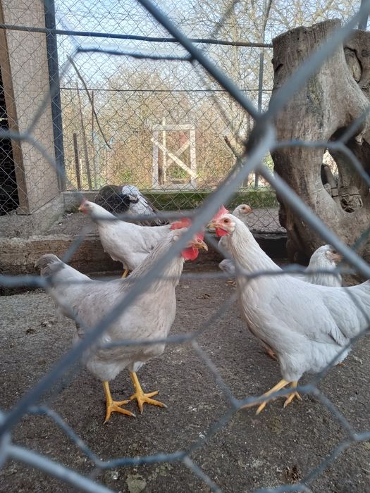 Găini și cocos italiana perlata, marans , găini pitice
