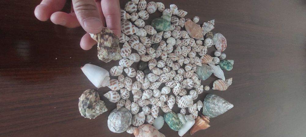 Ракушки для аквариума