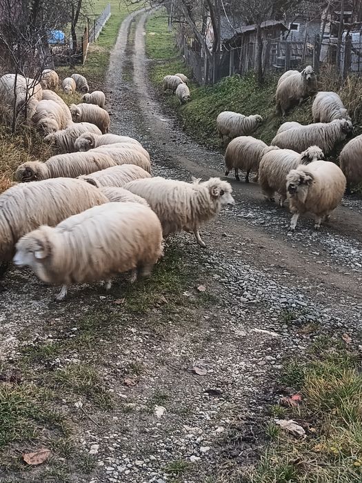 Vând oi cu miei.