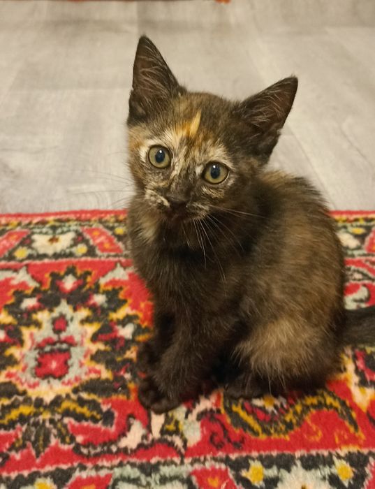 Отдам котят в добрые руки
