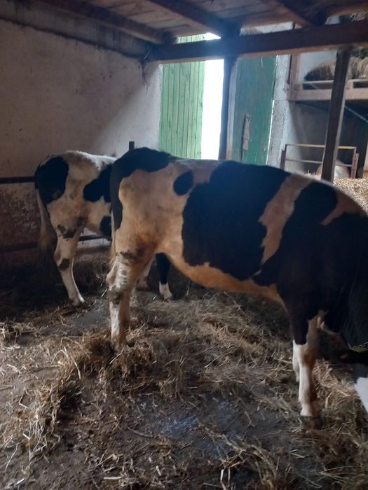 Doua giurinci de vanzare