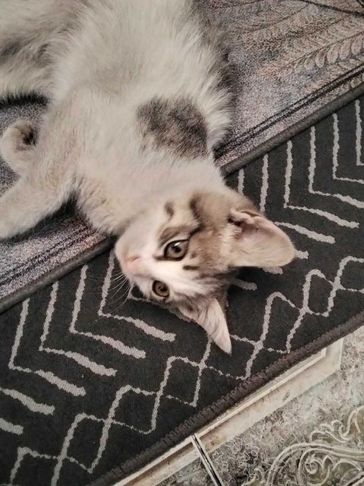 Котята в добрые руки (оба мальчики) крысоловы