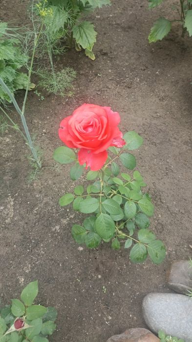 Саженцы чёрной смородины