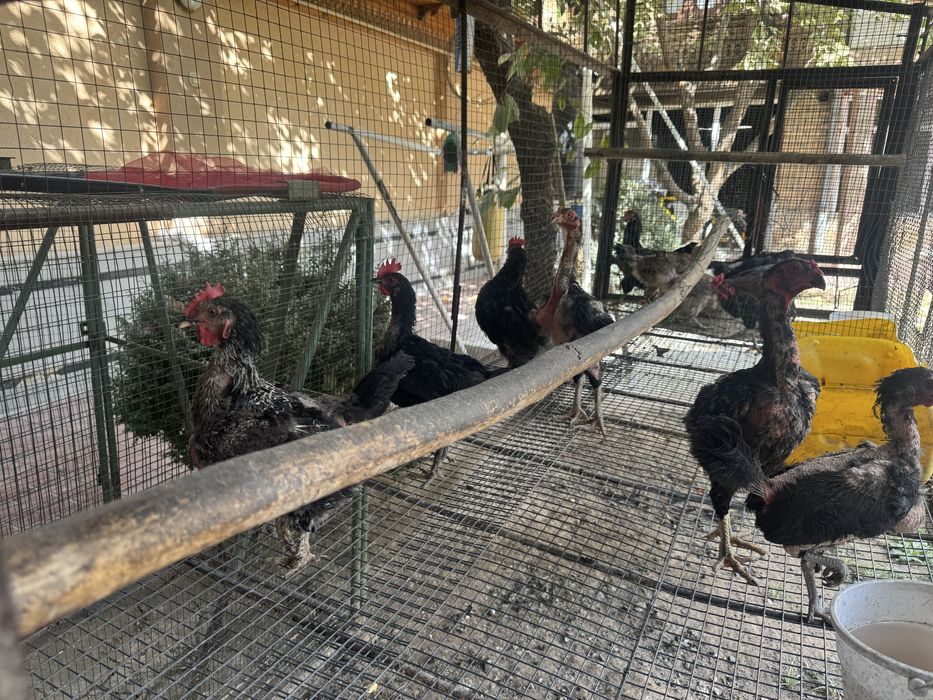 Tovuq ini xoroz va tovuqlar sotiladi