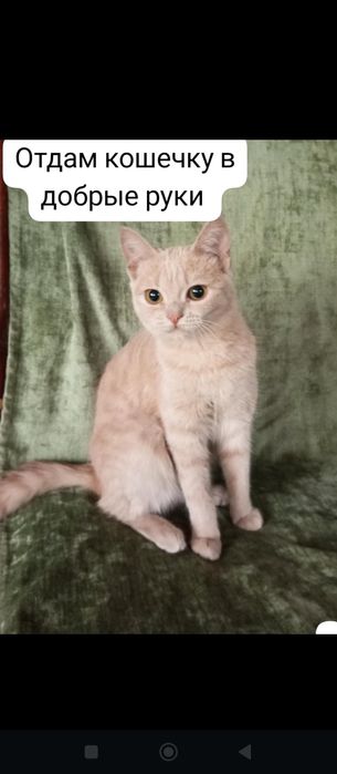 Отдам в добрые руки