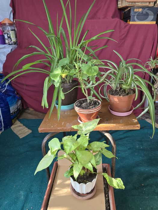 Цветы комнатные, фикус и пр