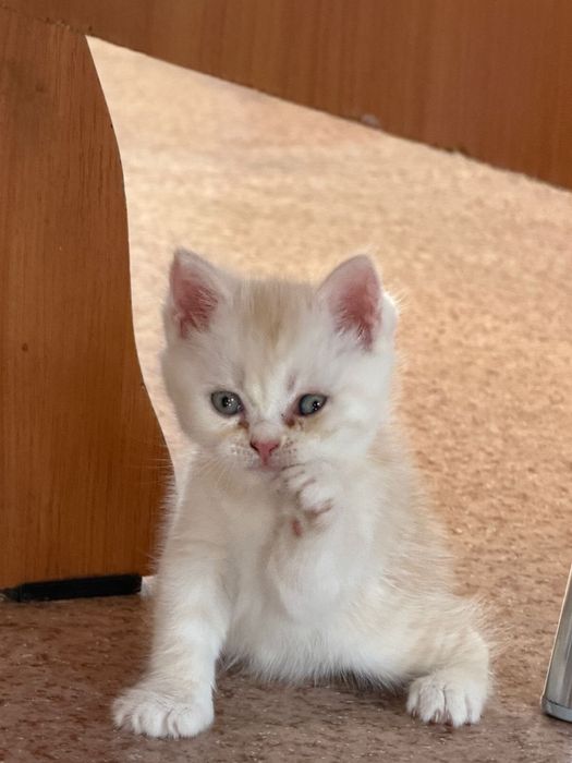 Продам котят шотланд