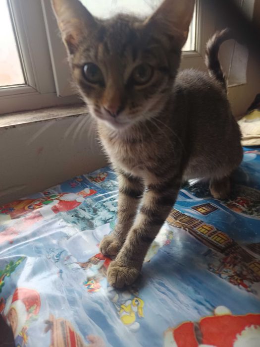 Donez pui de pisică