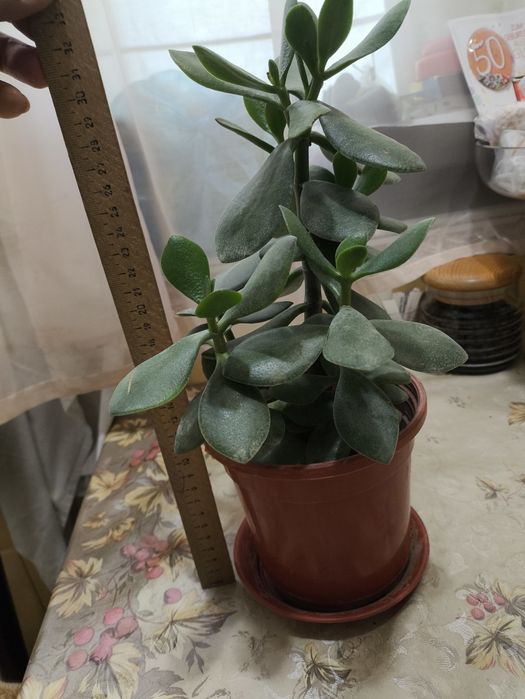 Домашние цветы   из дома