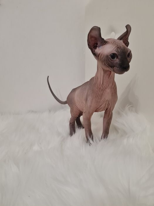 Pisică sphynx mascul elf