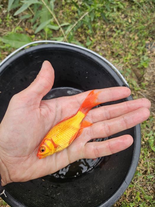 Carasi aurii , pesti iaz / helesteu , carasi koi coi