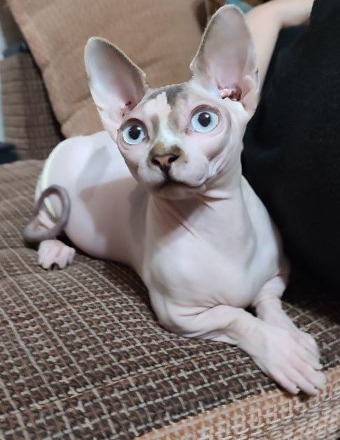 Молодой котик сфинкс бамбино 2 года кастрат