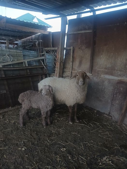 Қозылы қой сатылады