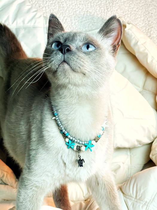 Красивая кошечка в добрые руки