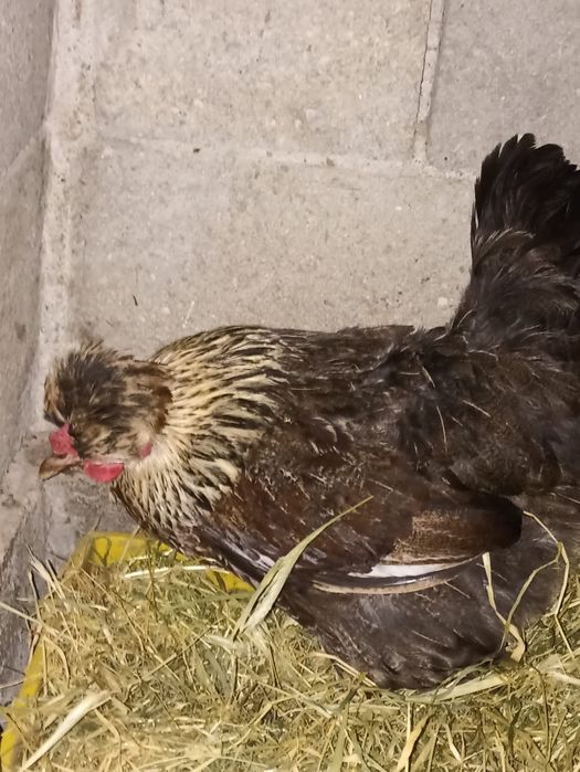 Vând 2 cocoși și 2 puicuțe