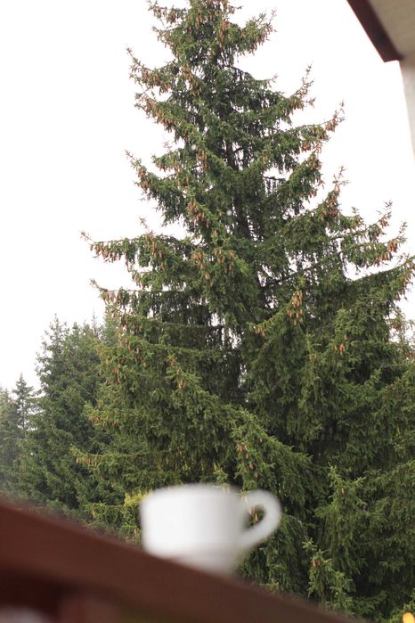 Дава се под наем Двустаен апартамент в к.к. Пампорово - 60 кв.м за 61.2 € - Снимка #16