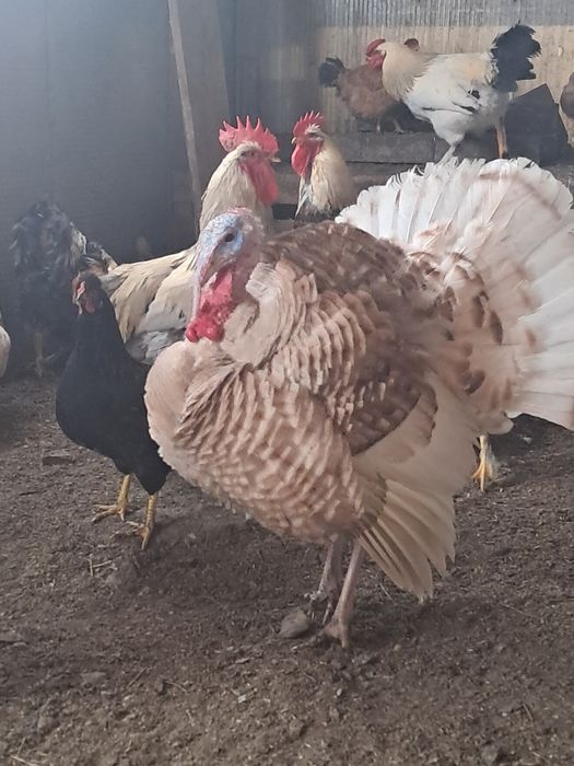 Продам индюков. Күрке тауық сатамын.