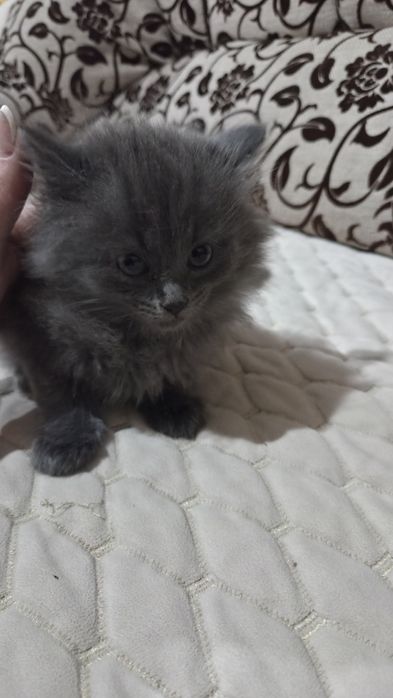 Отдам котят пушистиков