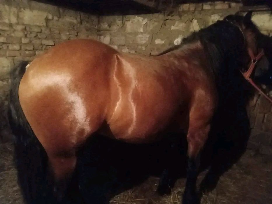 Manz de vanzare  in Odoreu