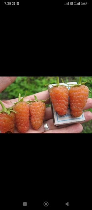 Продам саженцы малины